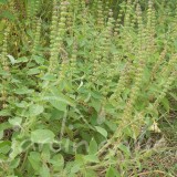 BASILIC Camphré du Kénya