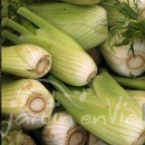 FENOUIL Tardivo di Sarno