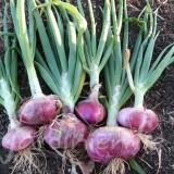 OIGNON Rouge de Toulouges