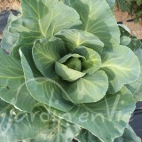 CHOU CABUS Blanc Dowinda