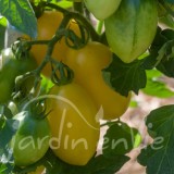 TOMATE Poire blanche