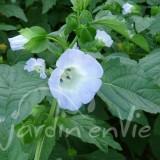 NICANDRA Physaloïde