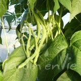 HARICOT RAME Neckarönigin