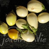 AUBERGINE Blanche ronde à œuf