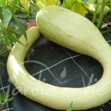 COURGE Trompe d'Albenga