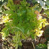 CÉLERI BRANCHE Plein Blanc Pascal