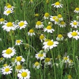 CAMOMILLE Matricaire