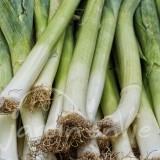 POIREAU Long du midi