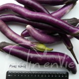 AUBERGINE Ping tung longue