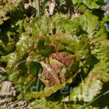 LAITUE BATAVIA Pasquier (printemps/été)