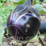 AUBERGINE Ronde de Valence