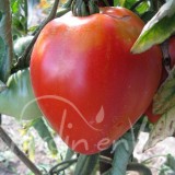 TOMATE Coeur de Boeuf Carolina