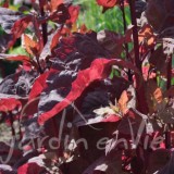 ARROCHE rouge