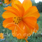COSMOS Orange
