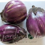 AUBERGINE Violette de Florence