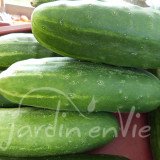 CONCOMBRE le Généreux