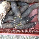 RADIS D'HIVER Noir long maraicher